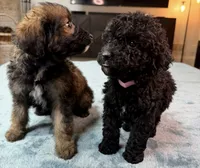 Light Pink Girl, a female Bordoodle for sale in Atlanta, GA – 5 of 6