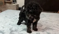 Grey Boy, a male Bordoodle for sale in Atlanta, GA – 4 of 6