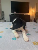 Baby Boy, a male Border Collie for sale in Atlanta, GA – 7 of 10