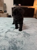 Yellow Boy, a male Poodle - Standard  and Bordoodle for sale in Atlanta, GA – 3 of 8