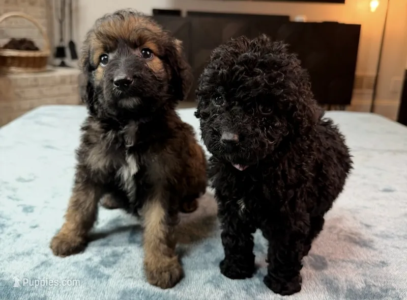Purple Girl – Border Collie, Poodle - Standard  puppy for sale in Atlanta, GA