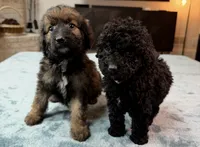 Purple Girl, a female Bordoodle for sale in Atlanta, GA – 5 of 6