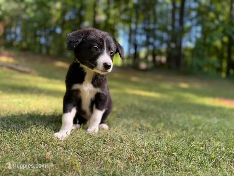 Paddy – Border Collie puppy for sale in Atlanta, GA