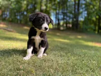 Paddy, a male Border Collie for sale in Atlanta, GA – Photo 1 of 5