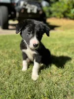 Paddy, a male Border Collie for sale in Atlanta, GA – Photo 4 of 5