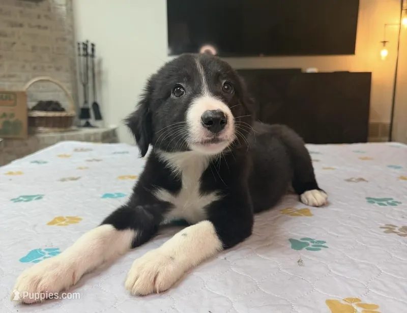 Paddy – Border Collie puppy for sale in Atlanta, GA