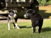 Paddy, a male Border Collie for sale in Atlanta, GA – Photo 5 of 5