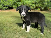 Paddy, a male Border Collie for sale in Atlanta, GA – Photo 3 of 5