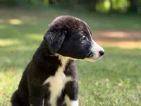 Paddy, a male Border Collie for sale in Atlanta, GA – Photo 2 of 5