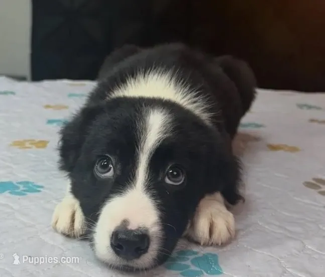 Shandy – Border Collie puppy for sale in Atlanta, GA