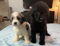 Blue Boy, a male Bordoodle for sale in Atlanta, GA – 4 of 6