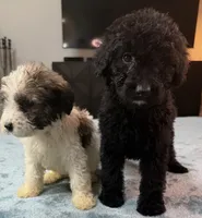 Green Boy, a male Poodle - Standard  and Bordoodle for sale in Atlanta, GA – 4 of 8