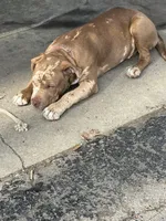 Alibi, a male American Bully for sale in Glasgow, KY – Photo 2 of 3