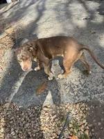 Alibi, a male American Bully for sale in Glasgow, KY – Photo 3 of 3