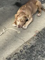 Alibi, a male American Bully for sale in Glasgow, KY – Photo 1 of 3