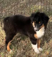 Charlie, a male Australian Shepherd and Miniature Australian Shepherd for sale in Gilmer, TX – 2 of 9