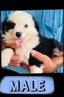 Spark, a male Australian Shepherd and Miniature Australian Shepherd for sale in Gilmer, TX – 1 of 1