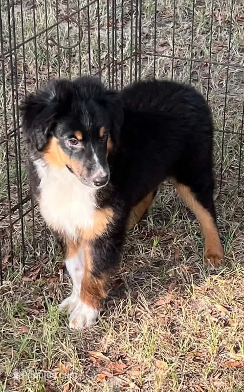 Charlie – Australian Shepherd, Miniature Australian Shepherd puppy for sale in Gilmer, TX