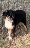 Charlie, a male Australian Shepherd and Miniature Australian Shepherd for sale in Gilmer, TX – 1 of 9