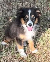Bonita, a female Australian Shepherd and Miniature Australian Shepherd for sale in Gilmer, TX – 4 of 7