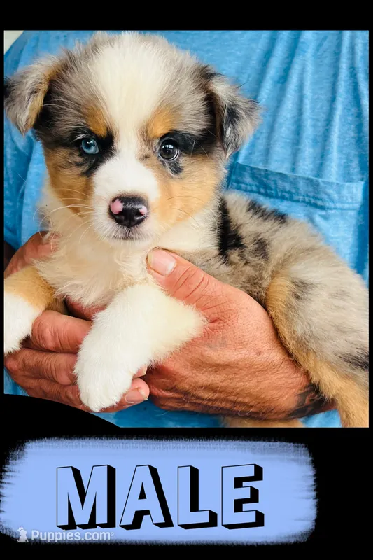 Taz – Australian Shepherd, Miniature Australian Shepherd puppy for sale in Gilmer, TX