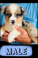 Taz, a male Australian Shepherd and Miniature Australian Shepherd for sale in Gilmer, TX – 1 of 1