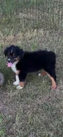 Charlie, a male Australian Shepherd and Miniature Australian Shepherd for sale in Gilmer, TX – 6 of 9