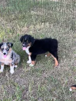 Charlie, a male Australian Shepherd and Miniature Australian Shepherd for sale in Gilmer, TX – 8 of 9