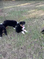 Harmony, a female Australian Shepherd and Miniature Australian Shepherd for sale in Gilmer, TX – 2 of 4