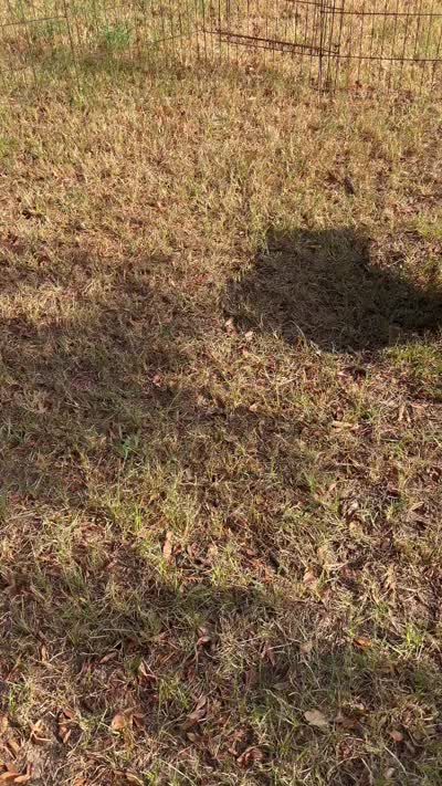 Charlie, a male Australian Shepherd and Miniature Australian Shepherd for sale in Gilmer, TX – 4 of 9