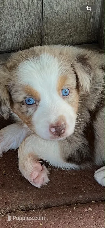 Daisy Mae – Australian Cattle Dog, Miniature Australian Shepherd puppy for sale in Gilmer, TX