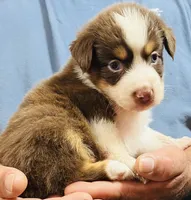 Ariel, a female Australian Shepherd for sale in Gilmer, TX – 1 of 1
