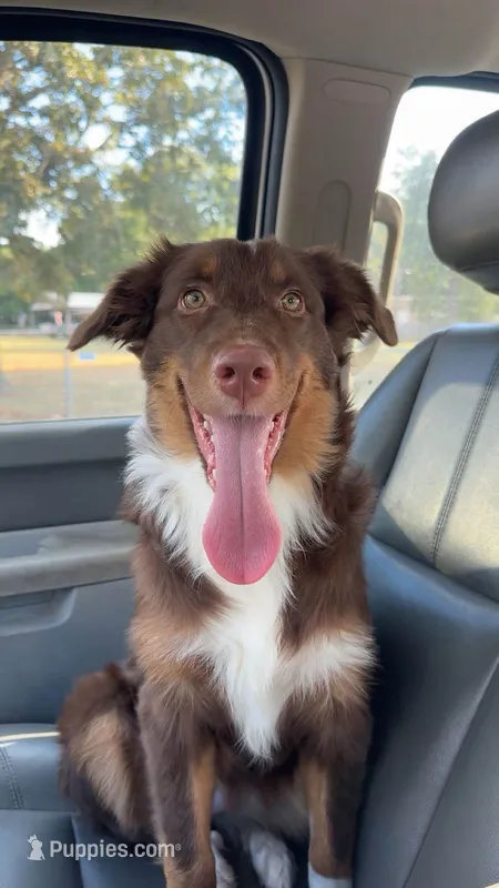 Maggie – Australian Shepherd puppy for sale in Gilmer, TX