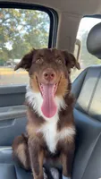 Maggie, a female Australian Shepherd for sale in Gilmer, TX – 1 of 1