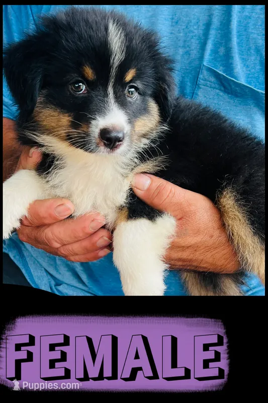 Harmony – Australian Shepherd, Miniature Australian Shepherd puppy for sale in Gilmer, TX