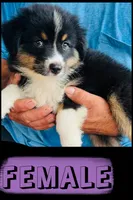Harmony, a female Australian Shepherd and Miniature Australian Shepherd for sale in Gilmer, TX – 1 of 1