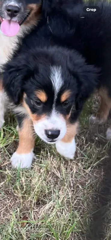 Sahsa – Australian Shepherd, Miniature Australian Shepherd puppy for sale in Gilmer, TX