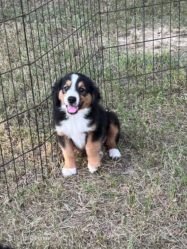 Hank – Australian Shepherd, Miniature Australian Shepherd puppy for sale in Gilmer, TX
