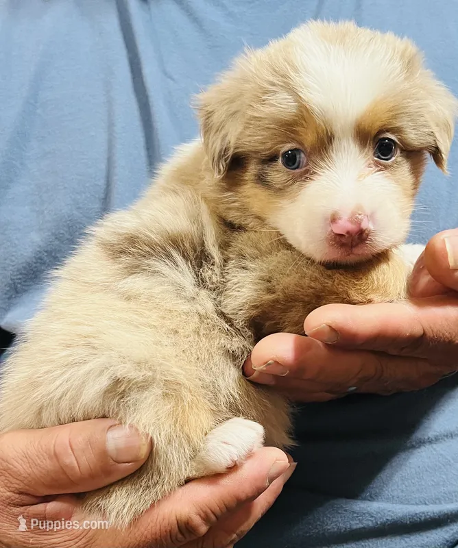 Dolly  – Australian Shepherd puppy for sale in Gilmer, TX