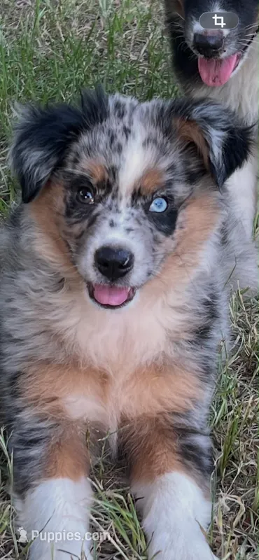 Speckles – Australian Shepherd, Miniature Australian Shepherd puppy for sale in Gilmer, TX