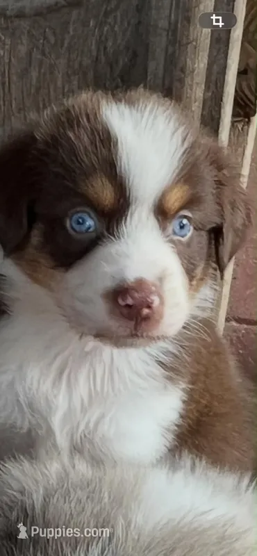 Ariel – Australian Shepherd, Miniature Australian Shepherd puppy for sale in Gilmer, TX