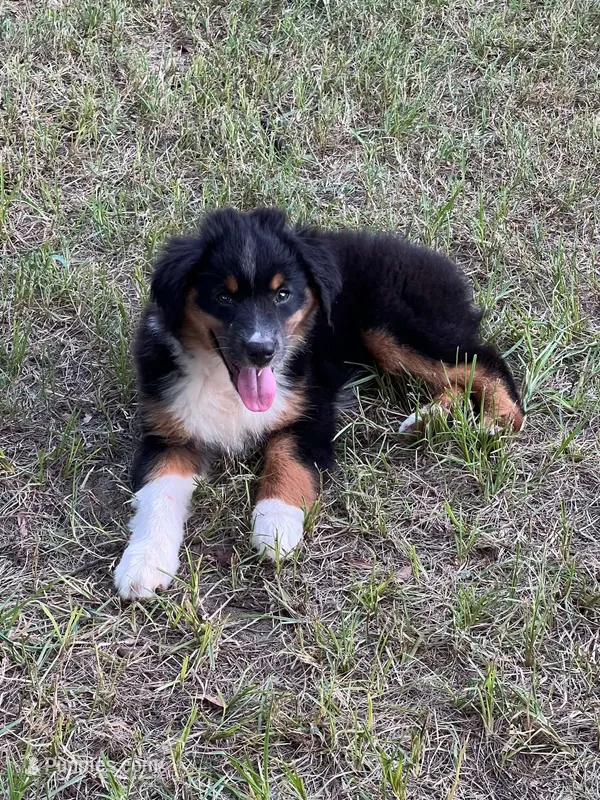 Charlie – Australian Shepherd, Miniature Australian Shepherd puppy for sale in Gilmer, TX