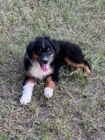 Charlie, a male Australian Shepherd and Miniature Australian Shepherd for sale in Gilmer, TX – 5 of 9