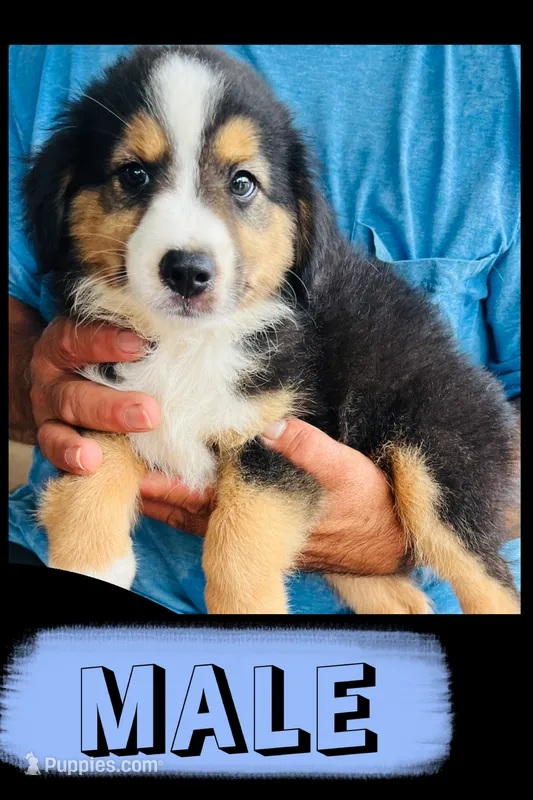 Hank – Australian Shepherd, Miniature Australian Shepherd puppy for sale in Gilmer, TX