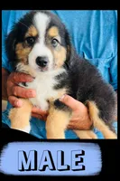 Hank, a male Australian Shepherd and Miniature Australian Shepherd for sale in Gilmer, TX – 1 of 1