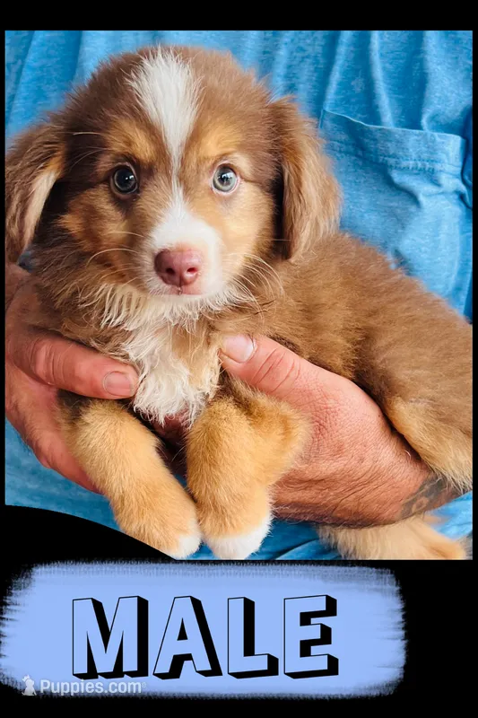Ol’ Red – Australian Shepherd, Miniature Australian Shepherd puppy for sale in Gilmer, TX