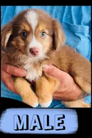 Ol’ Red, a male Australian Shepherd and Miniature Australian Shepherd for sale in Gilmer, TX – 1 of 1
