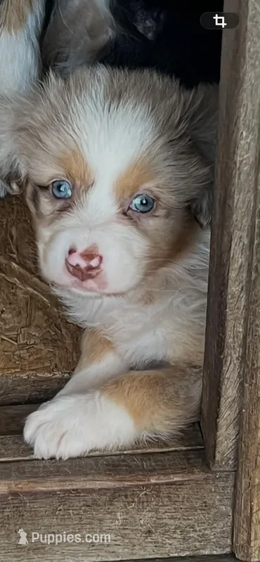 Dolly  – Australian Shepherd, Miniature Australian Shepherd puppy for sale in Gilmer, TX