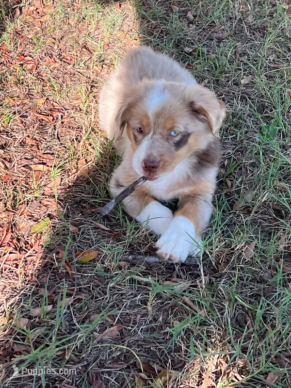 Dream  – Australian Shepherd, Miniature Australian Shepherd puppy for sale in Gilmer, TX