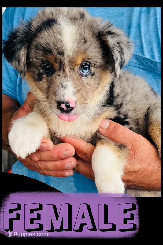 Freckles – Australian Shepherd, Miniature Australian Shepherd puppy for sale in Gilmer, TX